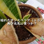 一部が枯れたサンスベリア(トラノオ)は再び元気に育つか?【ついでに株分けしてみた】