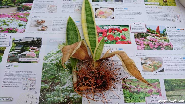 サンスベリア(トラノオ)_土を取り払う