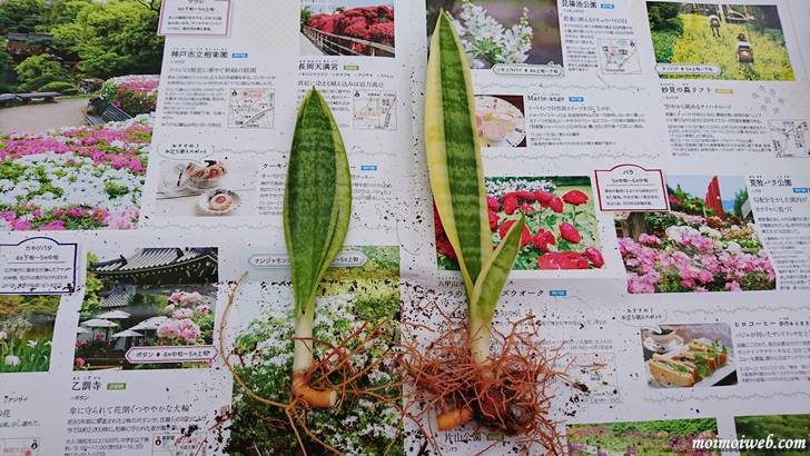 サンスベリア(トラノオ)_株分け